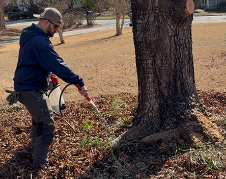 Arborist applying treatment to a tree trunk