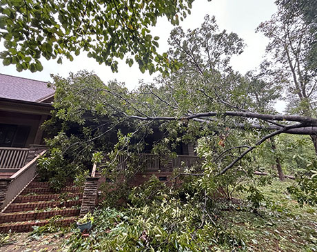 Emergency Tree Removal