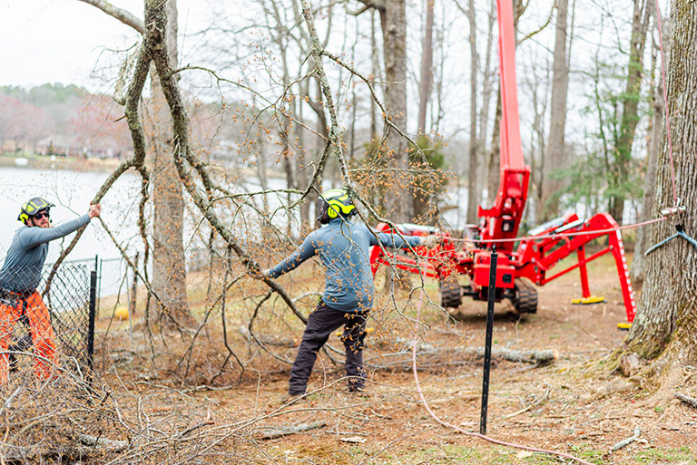 Tree Trimming Services