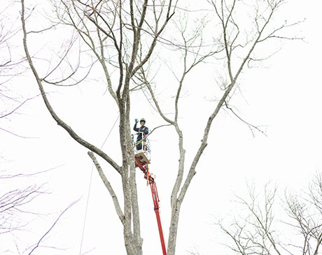 Tree Pruning & Trimming